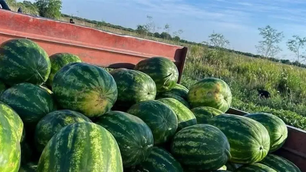 sandias